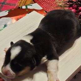 Phoebe - Black and tan female Pembroke Welsh Corgi puppy in New Douglas, Illinois from Millerbaughs Country Corgis