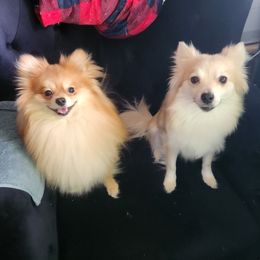 Pomeranians from Pure Pom Love