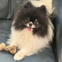 Tuxedo - Pomeranian
