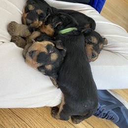 Welsh Terrier Puppies from Snow Dragon Welsh Terriers