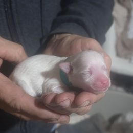 Bug - White female Maltese puppy in Belleville, Michigan from Michigan Maltese Puppies