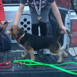Bella - Beagle