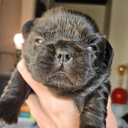 Girl 2 - Black and tan female French Bulldog puppy in High Ridge, Missouri from St Louis Frenchies