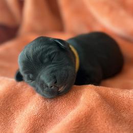 Yellow Collar - Black female Labrador Retriever puppy in Port Saint Lucie, Florida from Fleeher Labradors