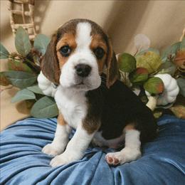 Ambrose - Blue tan and white male Beagle puppy in Mindenmines, Missouri from Debonair Beagles