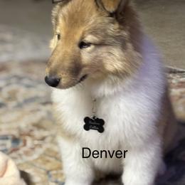 Denver - Sable and white male Collie puppy in Norris City, Illinois from Hoskins Collies