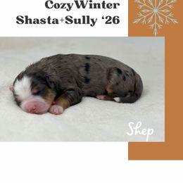 Shep - Merle male Bernedoodle puppy in Syracuse, Utah from Redrockbernedoodles