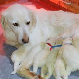 Maremma Sheepdog puppies from The Ewe Crew Homestead LLC