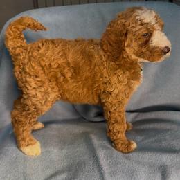 Ginger Snap - Red  female Poodle puppy in Corona, California from Garden Of Poodles