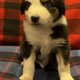 Miniature Australian Shepherd and Toy Australian Shepherd Puppies from Bit O' Bliss Farm LLC