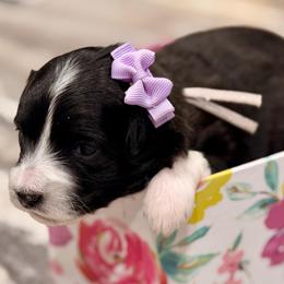 Purple collar toy - Black tri-color female Aussiedoodle puppy in 32046, Florida from River Hill Ranch