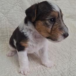 Barkley - White black and tan male Wire Fox Terrier puppy in Lancaster, Missouri from Missouri Meadows Farm