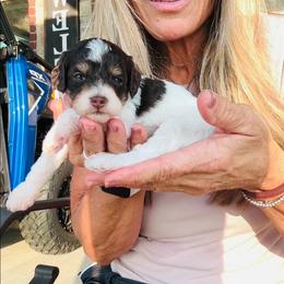 Cookie - Brown female Poodle puppy in Sperry, Oklahoma from PuppyLove Poodles