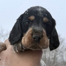 Bruno - Black white and tan male English Springer Spaniel puppy in Bay City, Wisconsin from Springer Hills Farm