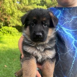 Miss Light Blue - Black and tan female German Shepherd puppy in Lawton, Michigan from Free Indeed Shepherds