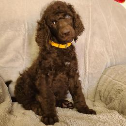 Yellow collar, Marlowe - Brown female Poodle puppy in Colorado Springs, Colorado from Silly's Standard Poodles