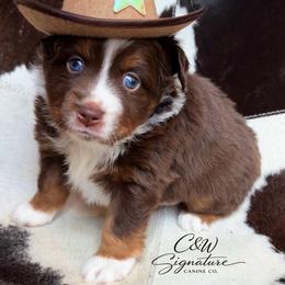 George Jones - Red tri male Toy Australian Shepherd puppy in Kenedy, Texas from C&W Signature Canine Co.