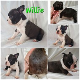 Boston Terrier and French Bulldog Puppies from Tiffany Pohl's Boston Terriers & French Bulldogs