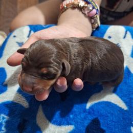 Nymeria - Chocolate and tan female Miniature Pinscher puppy in Grove, Oklahoma from K&J's Min Pins Of Grand Lake