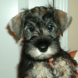 Miniature Schnauzer Puppies from Aristos