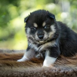 Pomsky Puppies from Pioneer Peak Pomskies