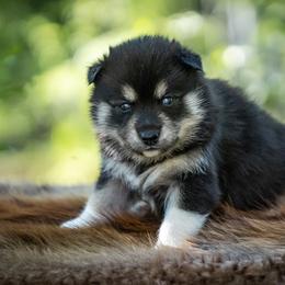 Pomsky Puppies from Pioneer Peak Pomskies