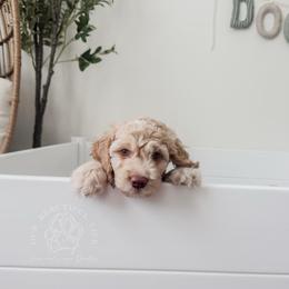 Puppy 5 - Cream male Cockapoo puppy in Savannah, Georgia from Vino and Vespa Doodles