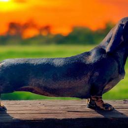 KCharmon - Dachshund