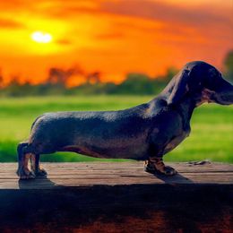 KCharmon - Dachshund