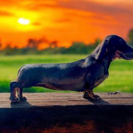 KCharmon - Dachshund