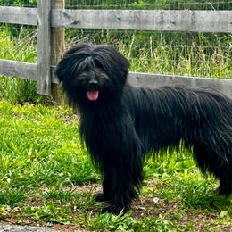 Valke - Pyrenean Shepherd