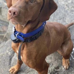 Vizslas from Betsy's Vizslas