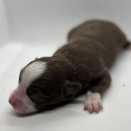 Ginger - Red & white male Toy Australian Shepherd puppy in Reidsville, North Carolina from Cherry Grove Kennel