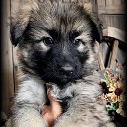 Sarge - Sable male German Shepherd puppy in Sequim, Washington from German Shepherd Haus