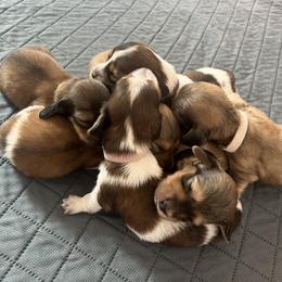 Dachshund Puppies from Karmas Dachshunds
