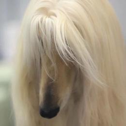 Afghan Hounds and Chihuahuas from Linda Kolb