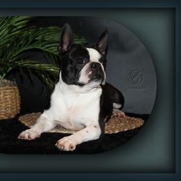 Pepsi - Boston Terrier