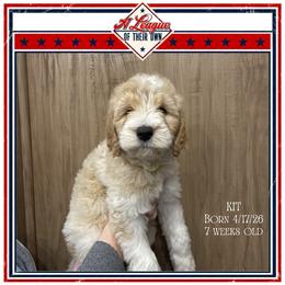 Kit - Parti female Goldendoodle puppy in North Conway, New Hampshire from Arbor Grace Doodles