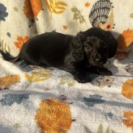 Dachshund Puppies from Signature Sloan - Long Hair Dachshunds