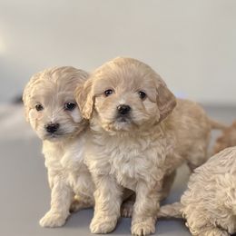 Cockapoo Puppies from East St. Poodles & Doodles