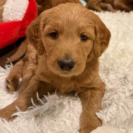 April - orange collar - Red  female Goldendoodle puppy in Puyallup, Washington from Dawnie’s Doodles