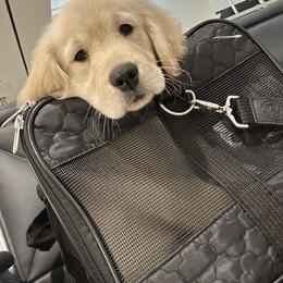 Golden Retriever Puppies from All shades Golden
