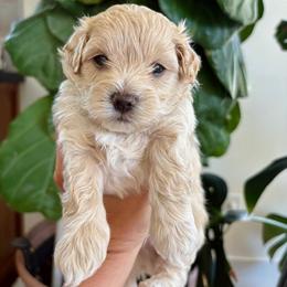 Yellow (Arrow) - Cream male Maltipoo puppy in San Diego, California from Amanda Tsoi - Golden Maltipoo Pups