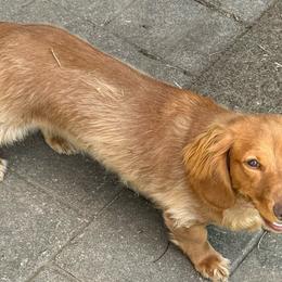 Lucy - Dachshund