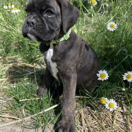 Nebula - Brindle female Boxer puppy in Marion, Montana from Serendipity's European Boxers