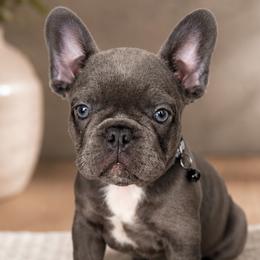 French Bulldogs from Roberto Amador