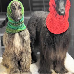 Daeny - Afghan Hound