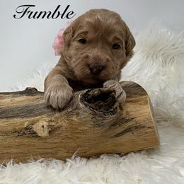 Fumble - Red  female Goldendoodle puppy in La Grange, Georgia from Heartfelt GoldenDoodles