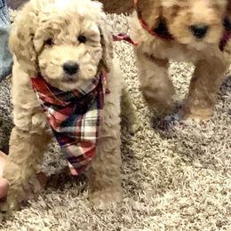 Goldendoodle Puppies from High Desert Mini Doodles