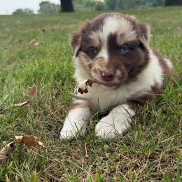 Cody - Red merle male Miniature Australian Shepherd puppy in New London, Minnesota from Broken T Australian Shepherds